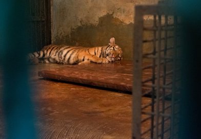 Anak Harimau di Kebun Binatang Bandung Mati Akibat Virus, Satu Ekor Lainnya Berangsur Membaik