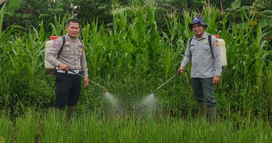 SATLANTAS POLRES KUNINGAN BERSAMA KELOMPOK TANI DESA CIBULAN DAN DINAS PERTANIAN KECAMATAN CIDAHU LAKSANAKAN PERAWATAN TANAMAN JAGUNG DALAM RANGKA KETAHANAN PANGAN