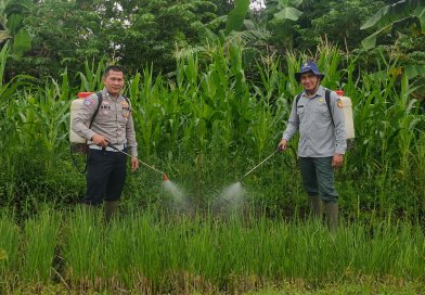SATLANTAS POLRES KUNINGAN BERSAMA KELOMPOK TANI DESA CIBULAN DAN DINAS PERTANIAN KECAMATAN CIDAHU LAKSANAKAN PERAWATAN TANAMAN JAGUNG DALAM RANGKA KETAHANAN PANGAN