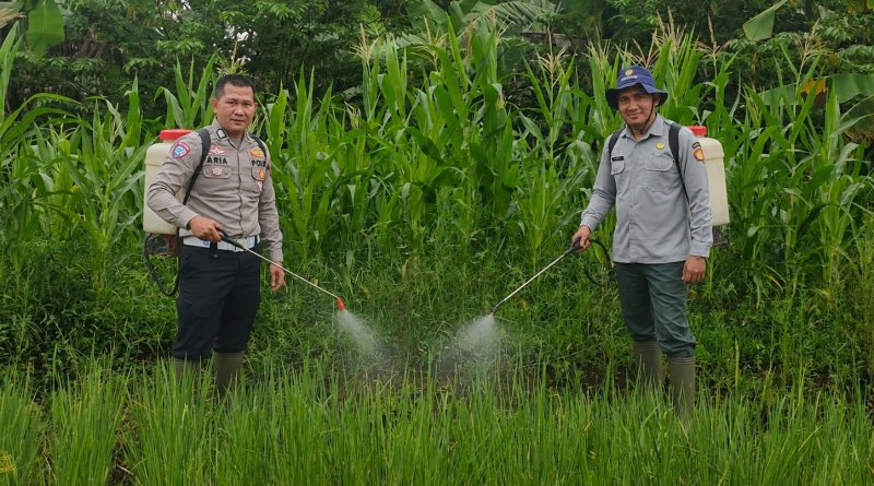 SATLANTAS POLRES KUNINGAN BERSAMA KELOMPOK TANI DESA CIBULAN DAN DINAS PERTANIAN KECAMATAN CIDAHU LAKSANAKAN PERAWATAN TANAMAN JAGUNG DALAM RANGKA KETAHANAN PANGAN