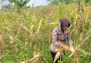 Satlantas Polres Kuningan Cek Kesiapan Panen Jagung di Desa Cibulan