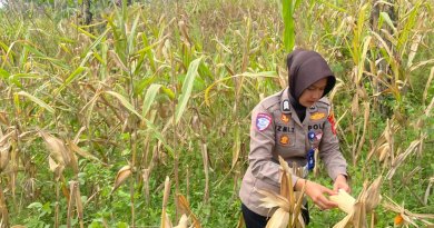 Satlantas Polres Kuningan Cek Kesiapan Panen Jagung di Desa Cibulan